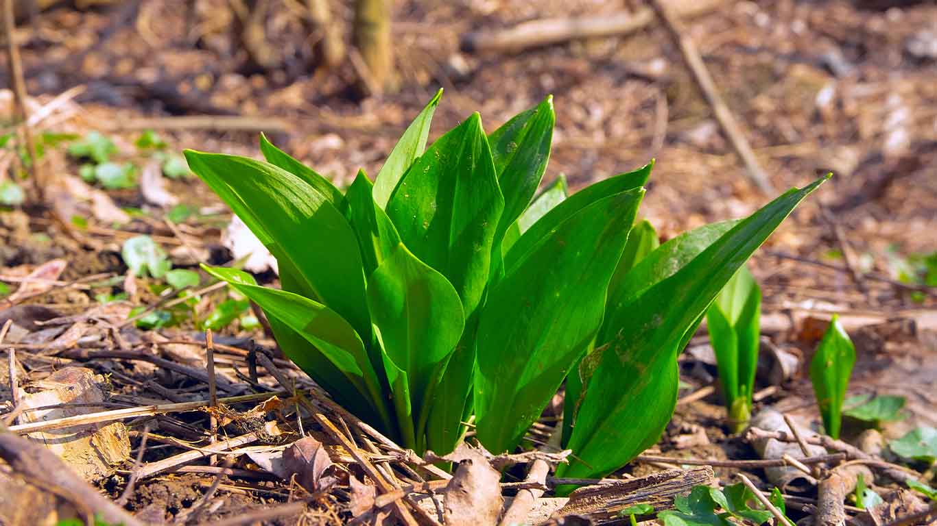 Patch of ramps for ramp hunting blog