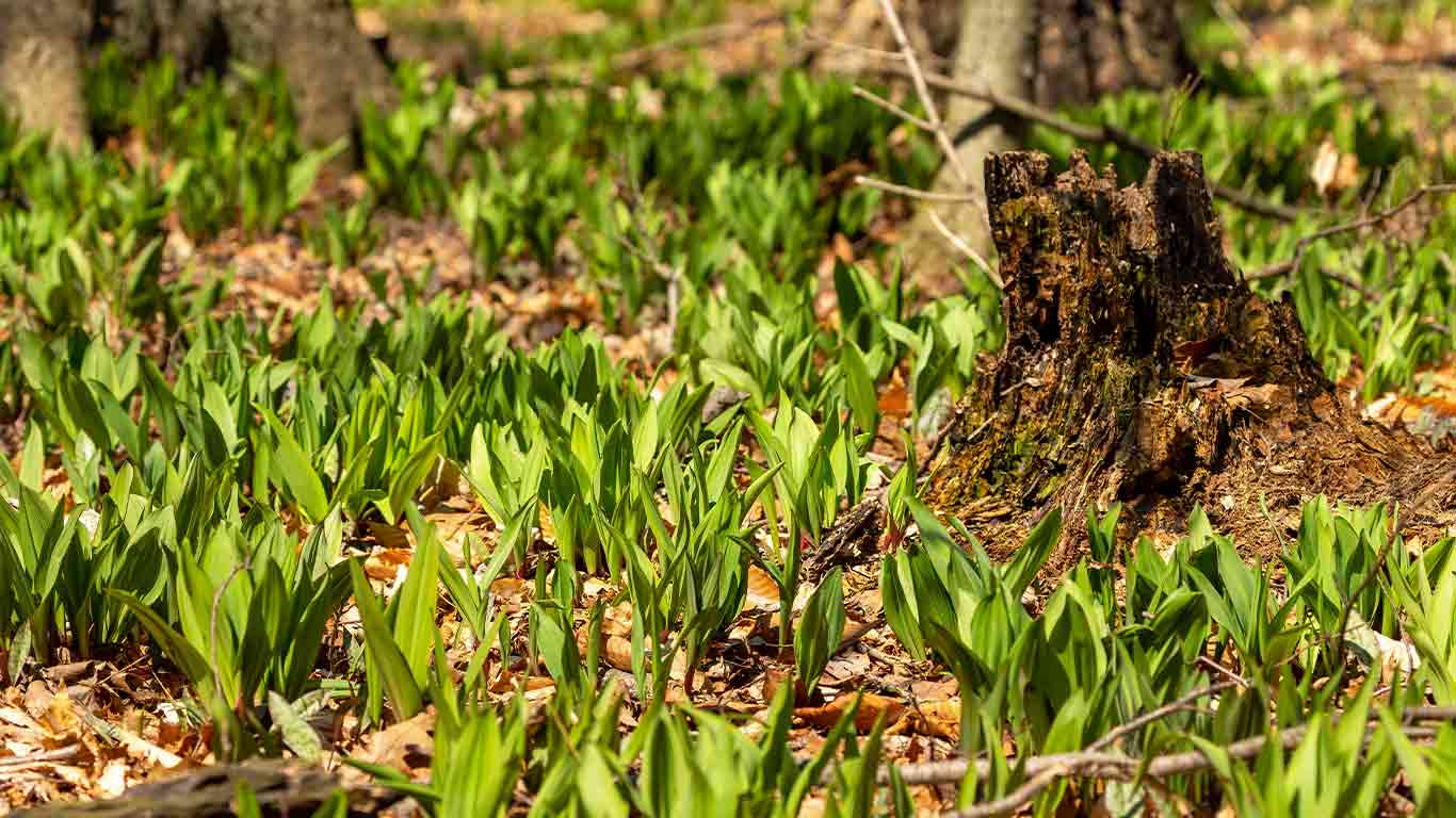 Field of ramps for our ramp hunting blog