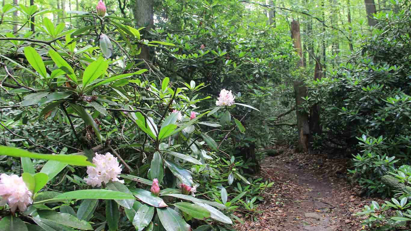 Photo of the trail 