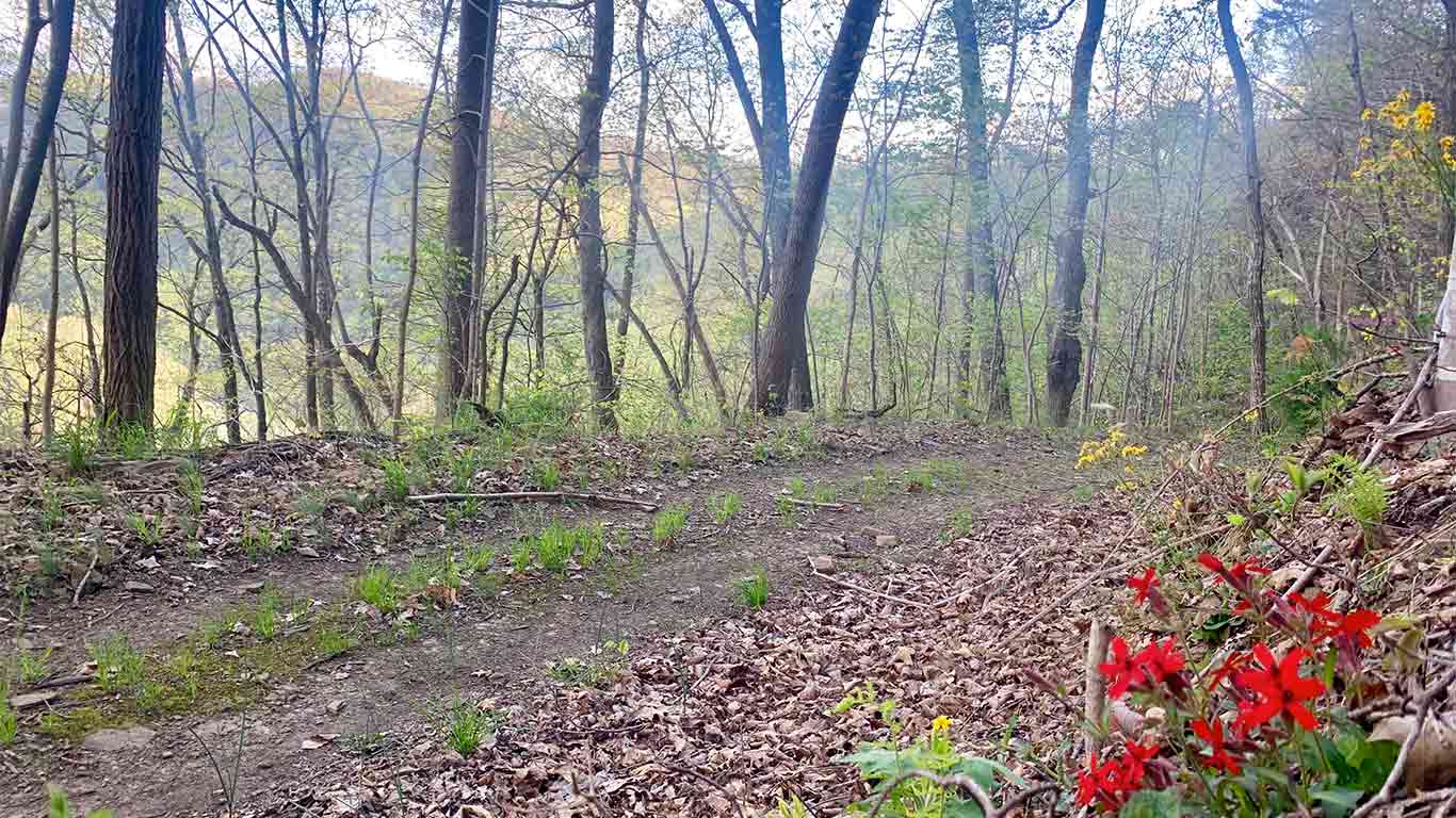 Trail for Wonderland Mountain Challenge Race